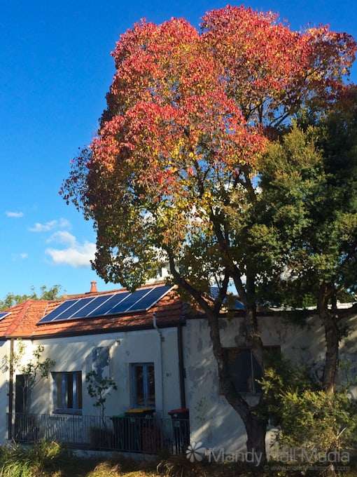 Great colours on this tree against the blue sky