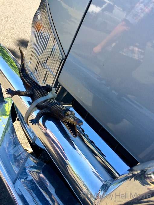Lizard and crocodile on the front of a shiny new truck