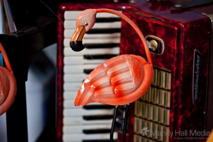 Flamingo and piano accordion in a barber shop