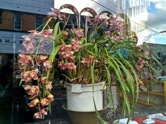 Huge orchid plant in a shop window