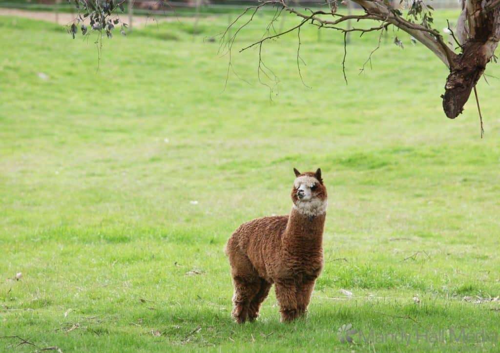 Alpaca out on the grass