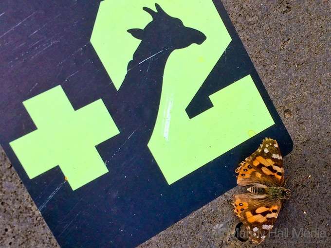 Butterfly and giraffe