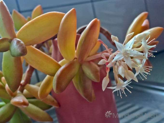 Flowering succulent