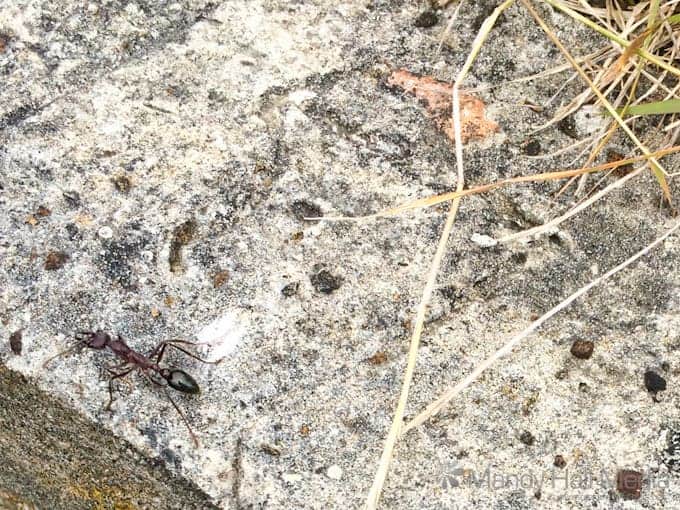 Huge bull ant going about its business