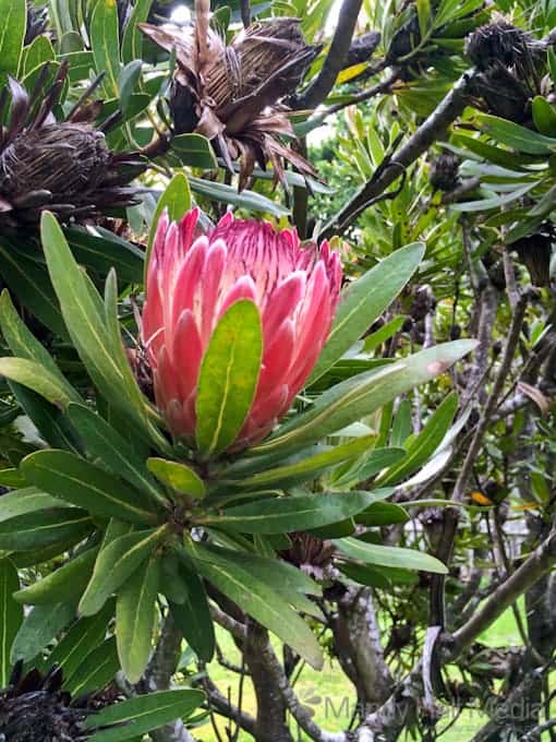Huge protea tree – it attracts a lot of bees