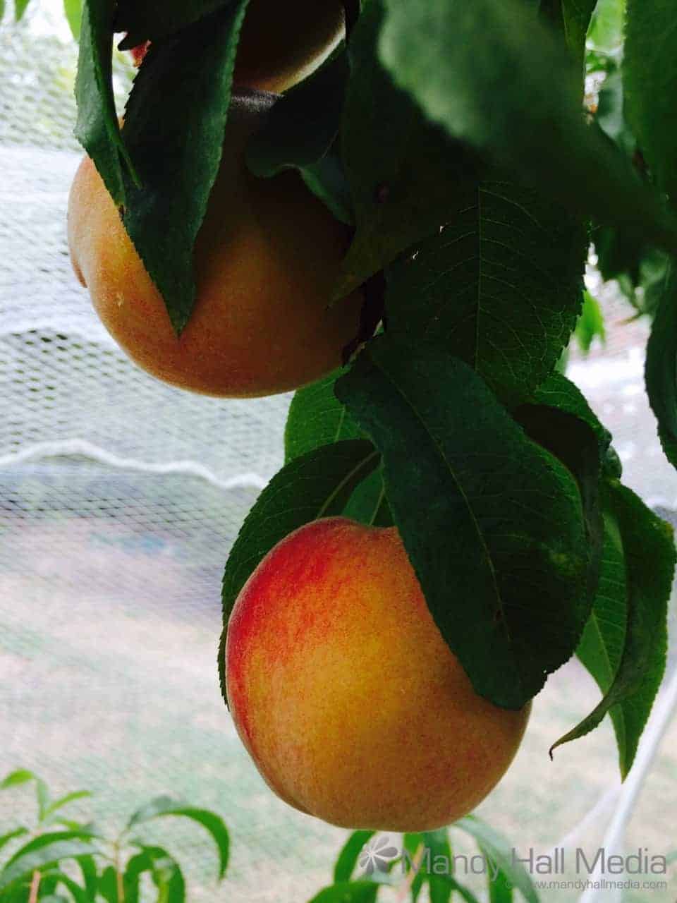 Peaches straight off the tree delicious