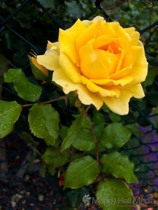 Yellow rose in the rain