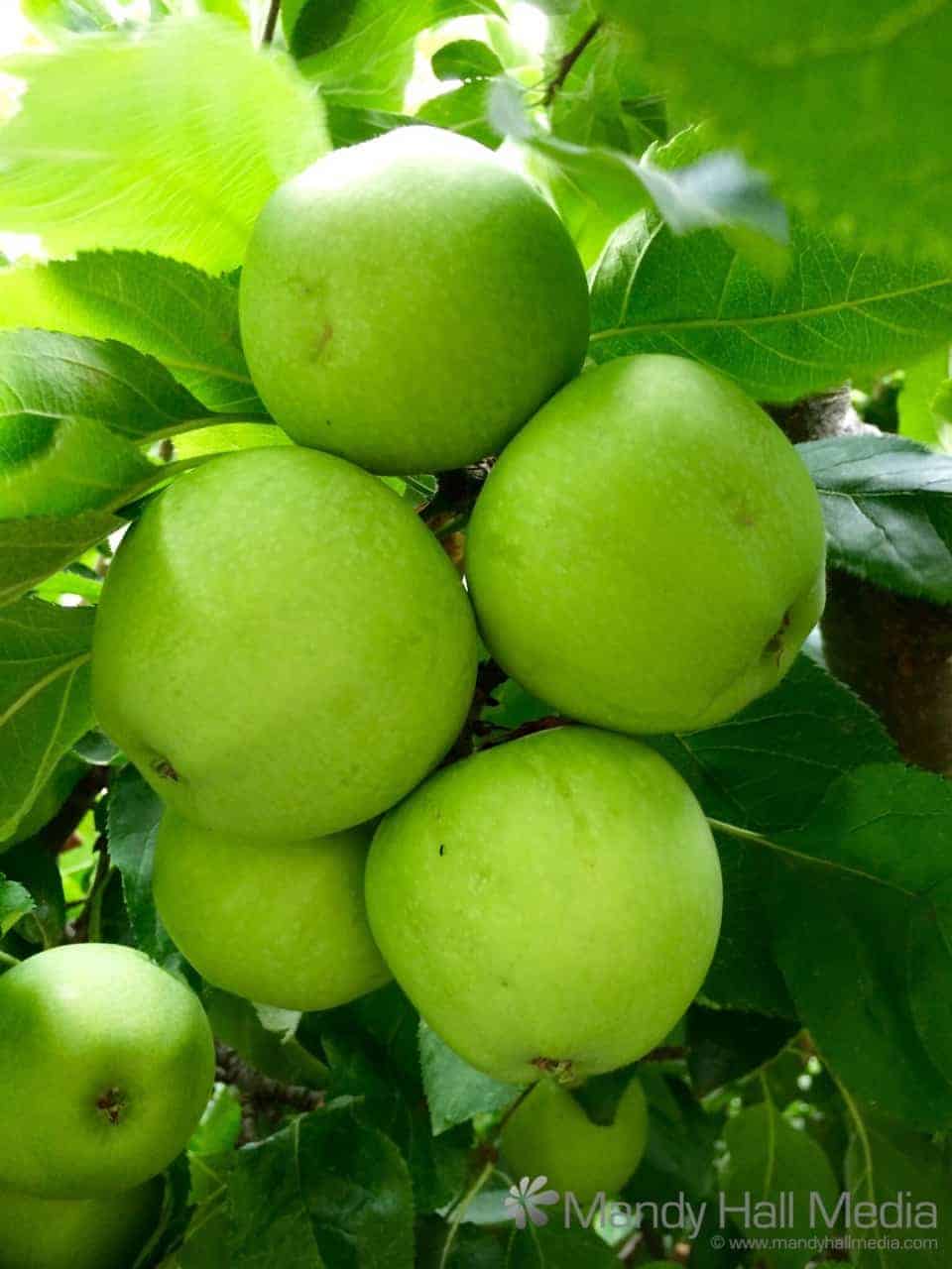Granny Smith apples in the orchard