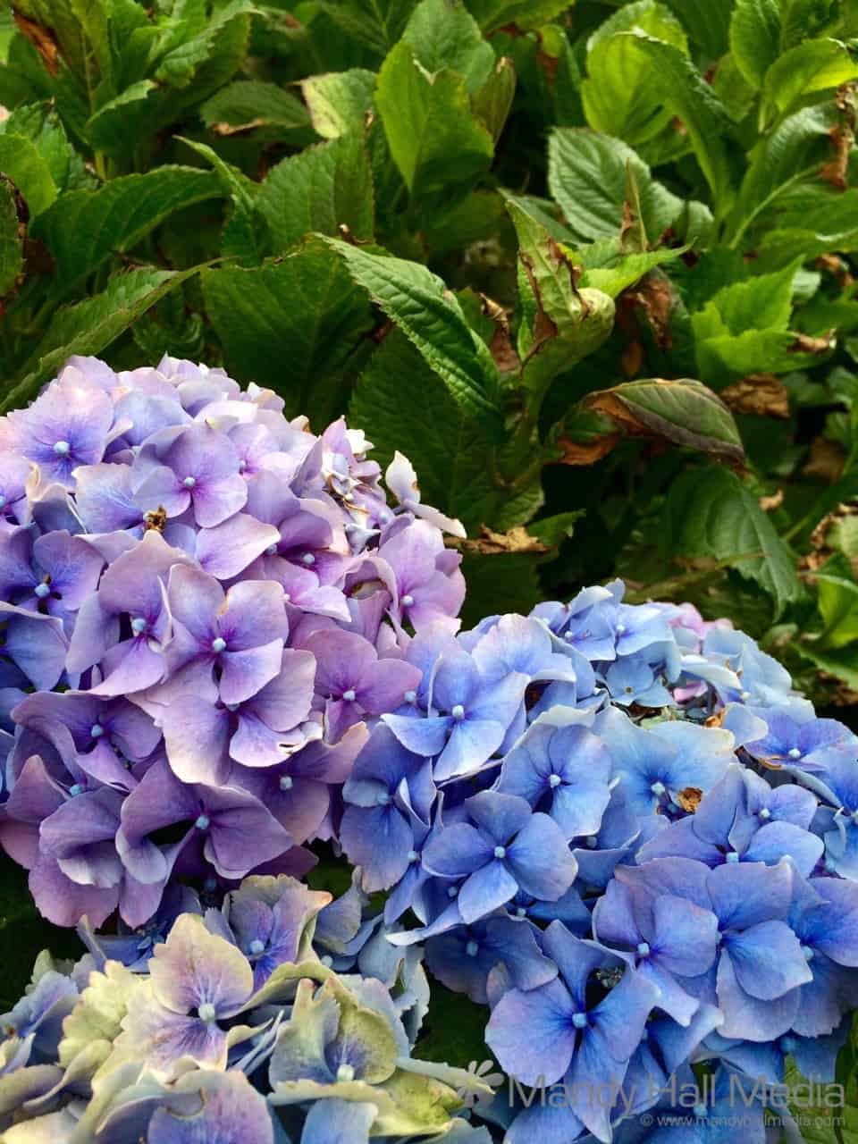 Purple and blue hydrangeas on the same bush