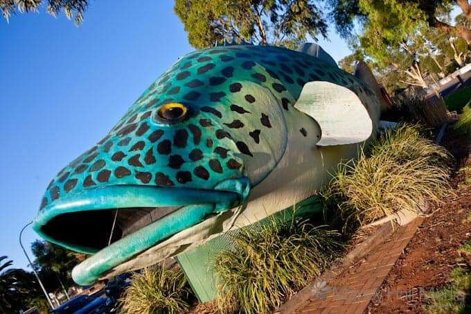 Big fish at sunset