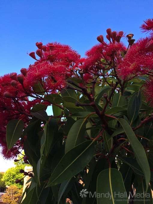 Beautiful day, beautiful flowers