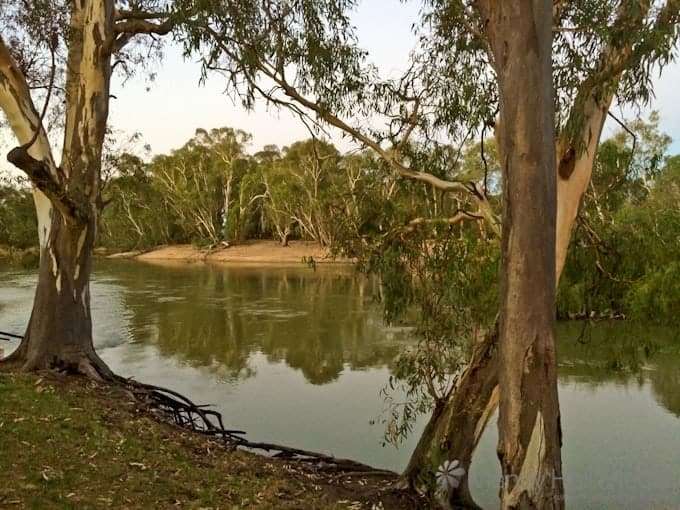 The Murray River in the evening looking from Vic into NSW