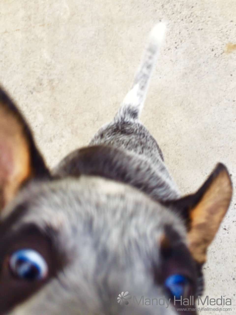 My new friend Freddy, he’s an Australian cattle dog