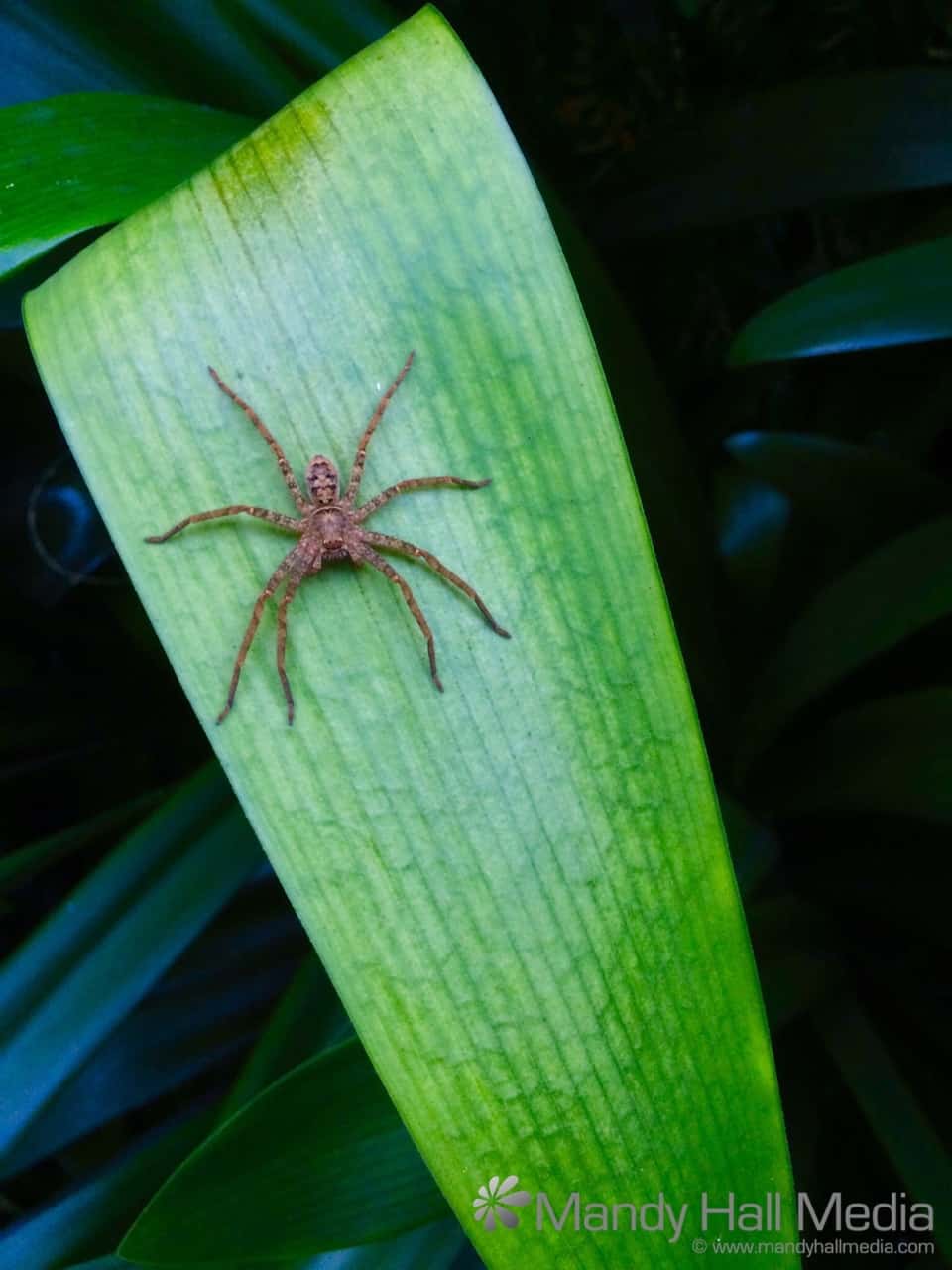 Baby huntsman on a leaf