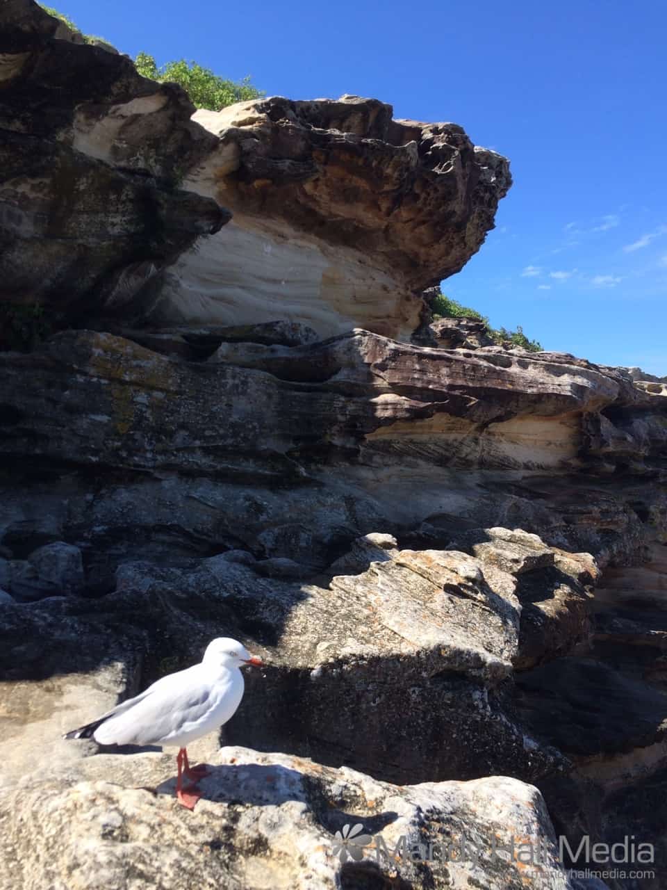 Seagull wants my lunch
