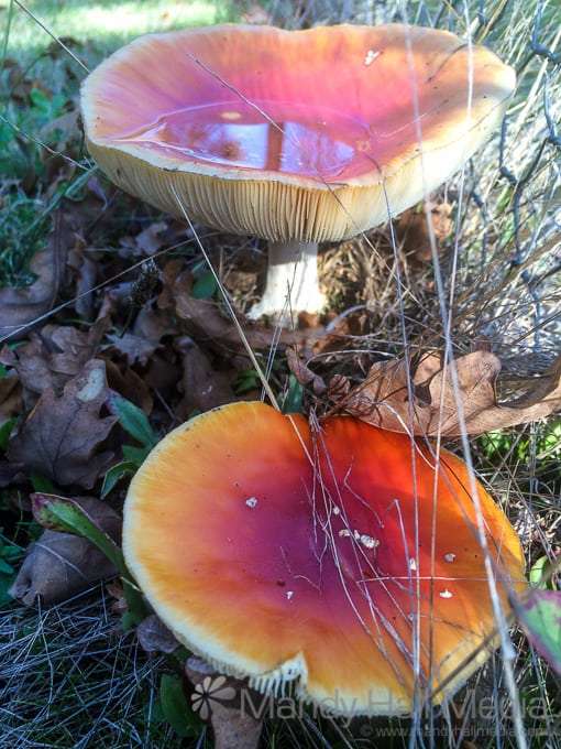 Toadstools in the afternoon sun – the faeries have left