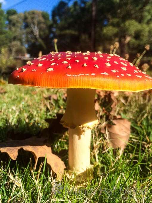 Toadstool a good one to hide under in the rain