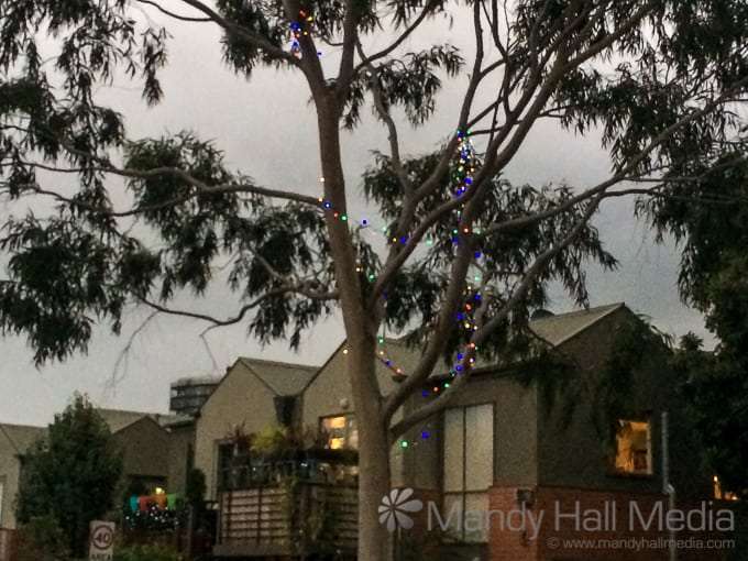 Random fairy lights in a gum tree in the early evening dusk