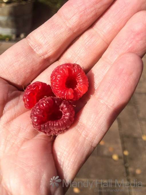 Nothing better than raspberries straight from the vine