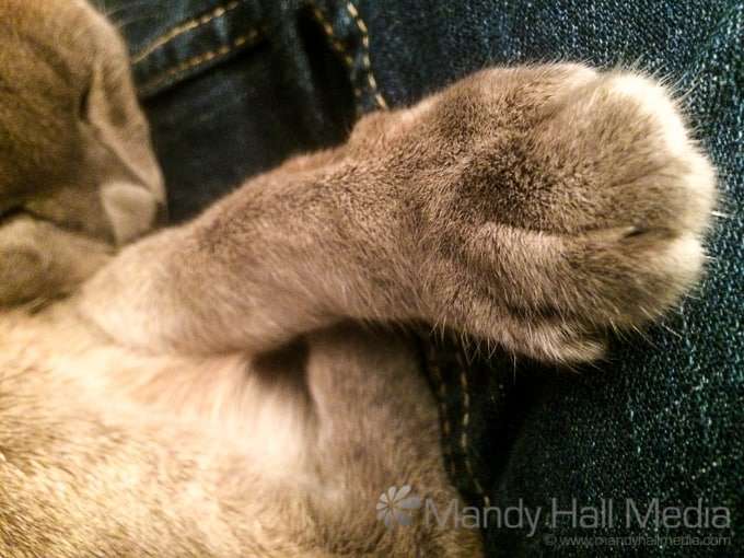 Big paw