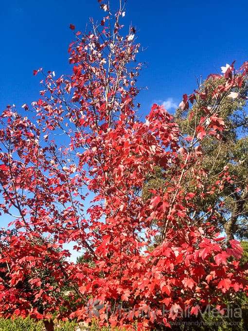 Autumn leaves against a blue sky