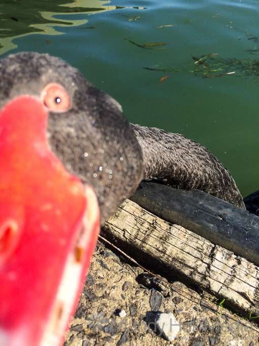 Swan wants to eat my phone