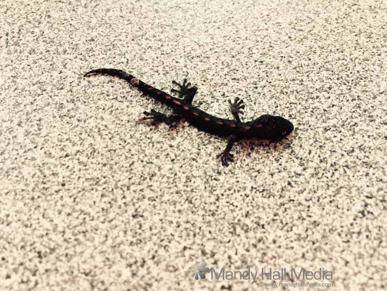 New tiny lizard in my kitchen. Looks like a fake one.
