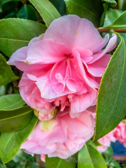 Pink camelia. Pink camelia.