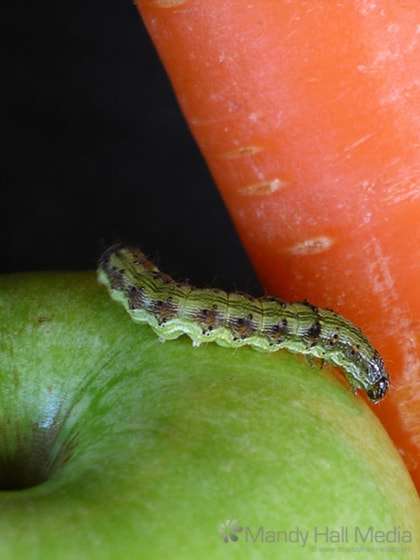 Caterpillar exploring the fruit and veges. Caterpillar exploring the fruit and veges.