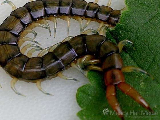 Centipede Centipede
