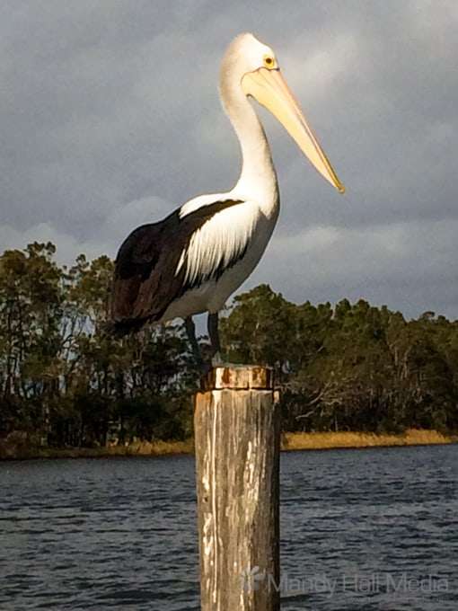 Pelicans on the river at Budgewoi Pelicans on the river at Budgewoi