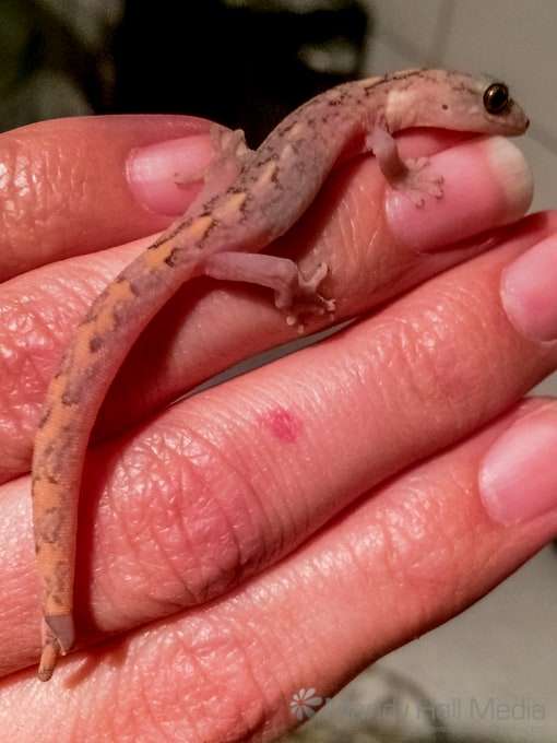 Jeremy – the lizard that lives in my kitchen Jeremy – the lizard that lives in my kitchen