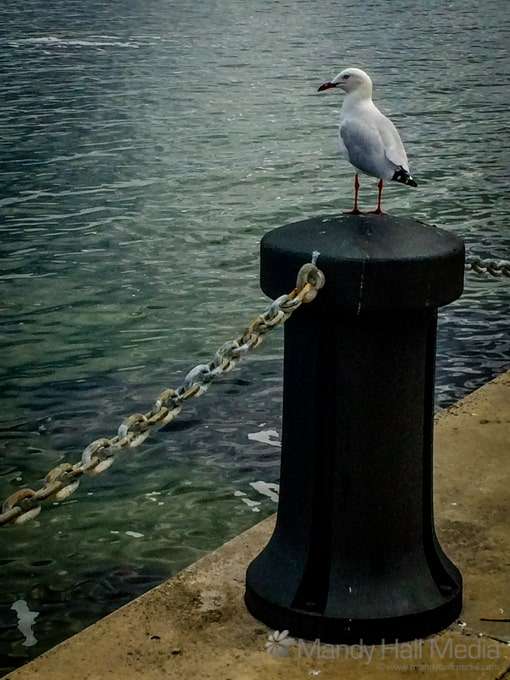 Suspicious seagull Suspicious seagull