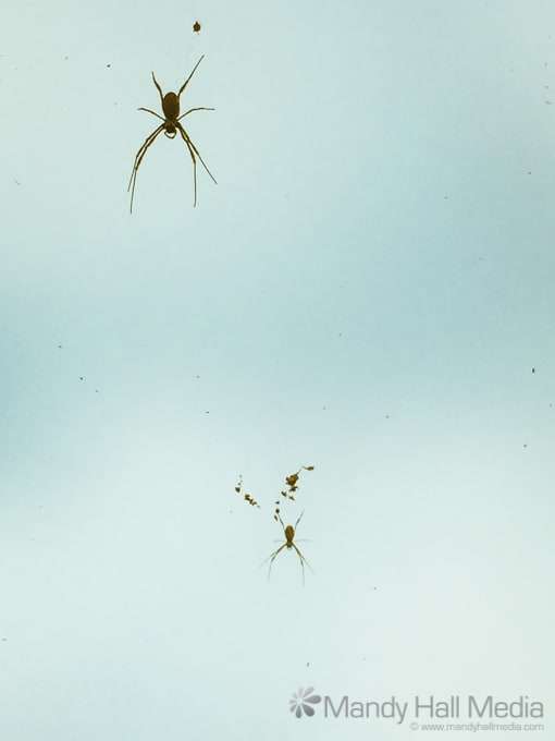 Sydney spiders Sydney spiders