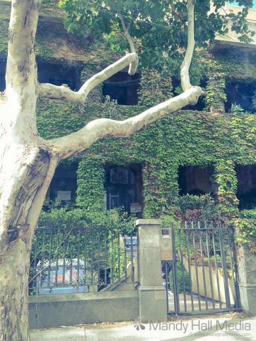 Gorgeous ivy covered house Gorgeous ivy covered house
