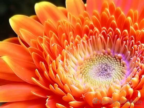 Close up of a gerbera. Close up of a gerbera.