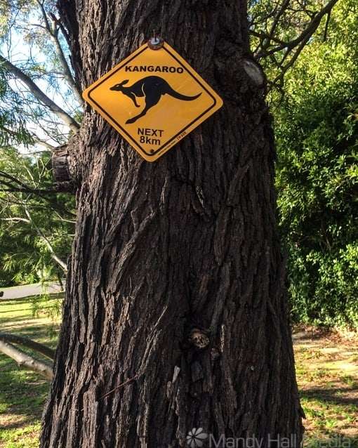Kangaroos crossing