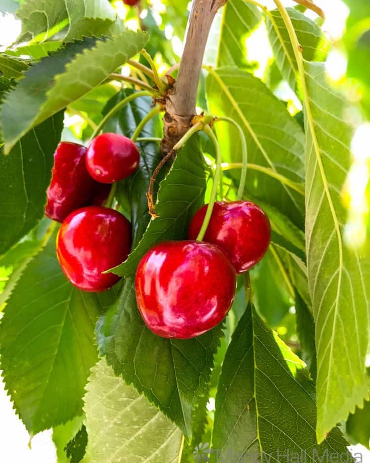 Cherries