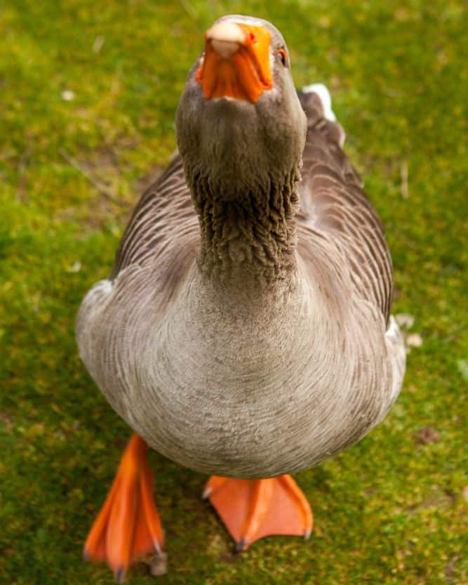 Goose just before it bit me