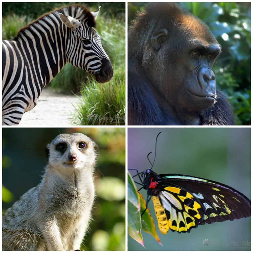 Animals at the zoo