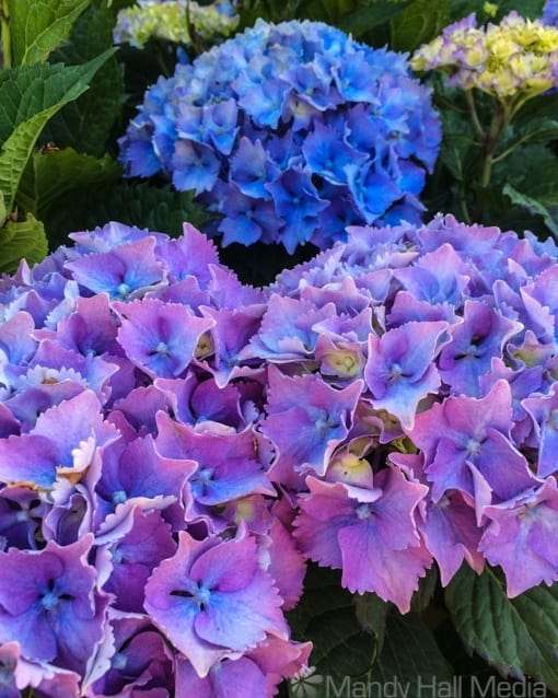 Purple and blue hydrangeas
