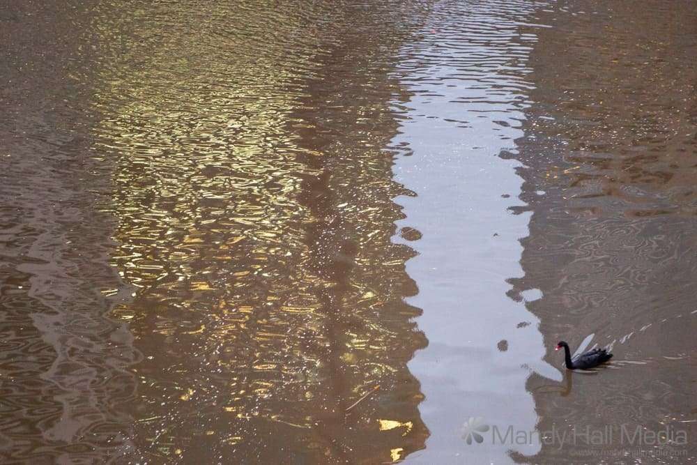 Swan on the Yarra in the golden evening light