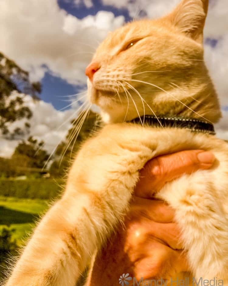 Louis the cat looking majestic in the afternoon sun