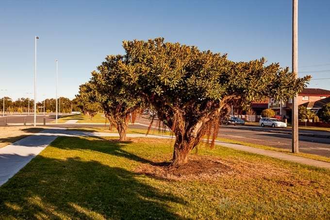 Trees in the afternoon