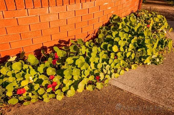 Nasturtiums in the afternoon sun