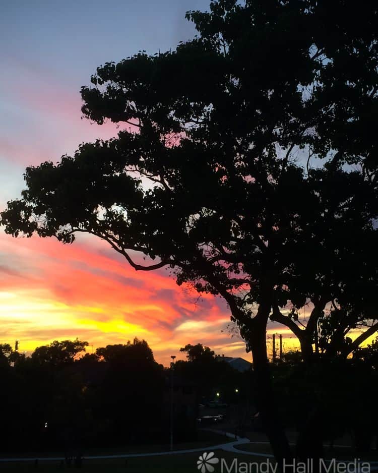 Sunset through the trees