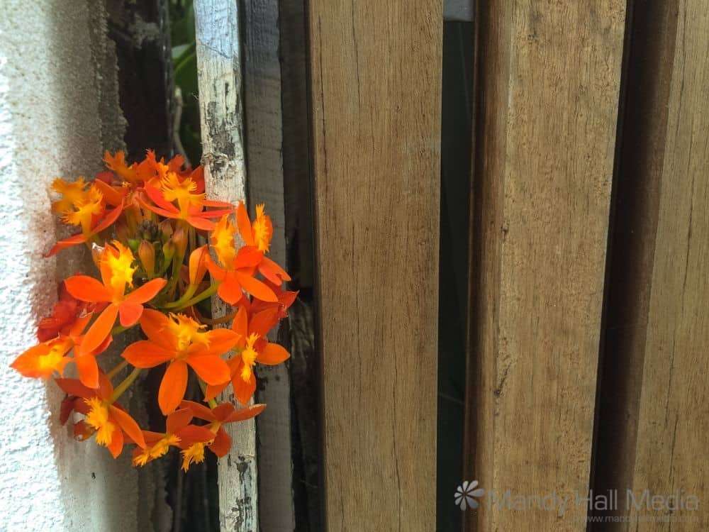Nature finds a way