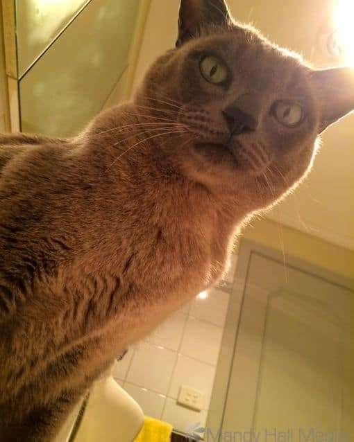 Judgement