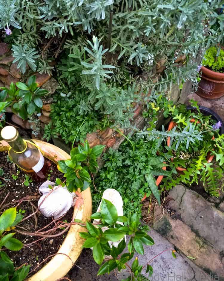 Garden washed clean by the rain