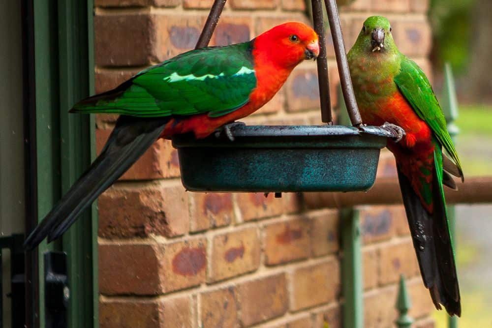 King parrots feeding